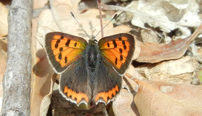 Lycaena phlaeas - Lycaenidae....dalla Valle d''Aosta