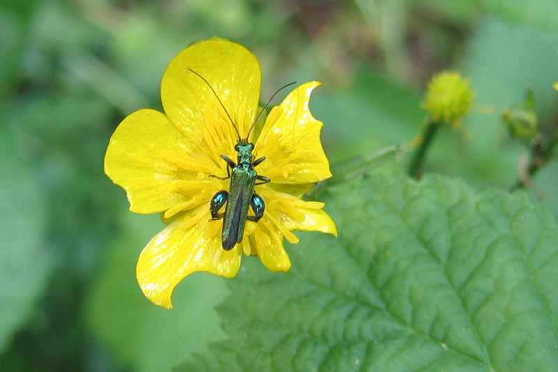 maschio di  Oedemera nobilis
