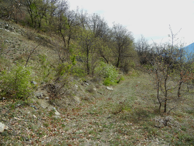 Lycaena phlaeas - Lycaenidae....dalla Valle d''Aosta