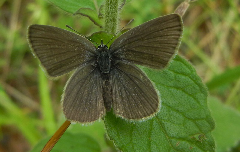 Cupido minimus (m.) Lycaenidae......dal Trentino