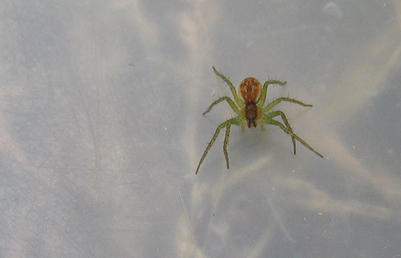 Dolomedes sp.
