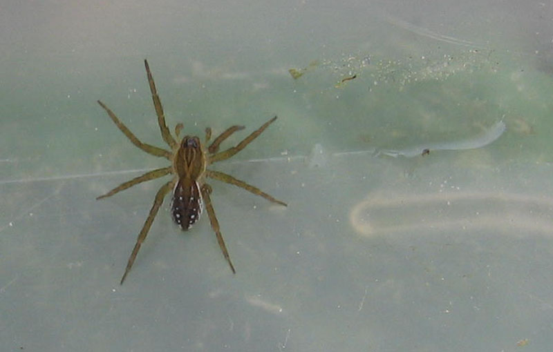 Dolomedes sp.