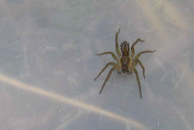 Dolomedes sp.