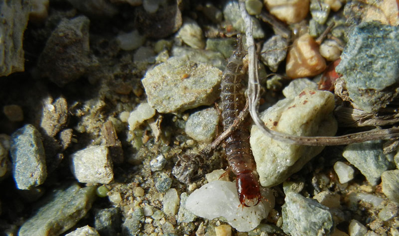 Dermaptera........? No, Larva di Staphilinidae