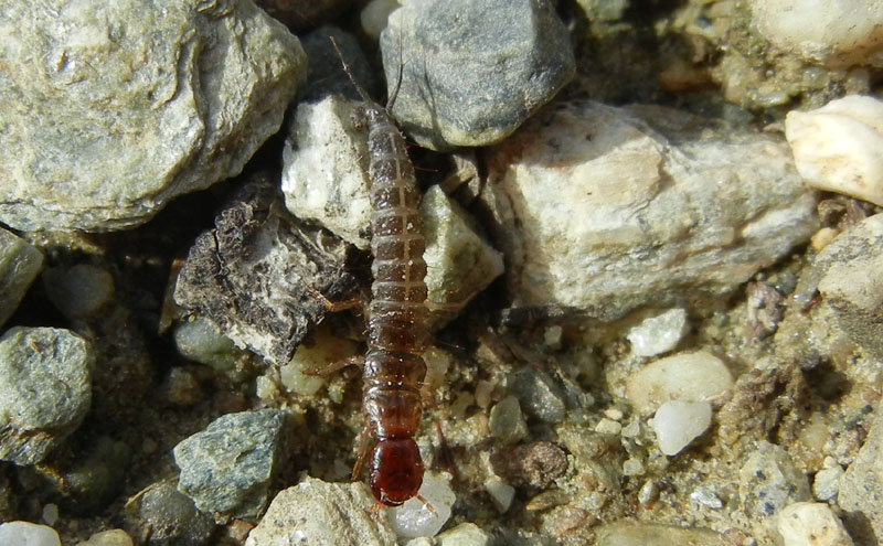 Dermaptera........? No, Larva di Staphilinidae