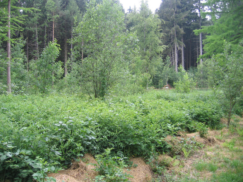 Ninfa di Nabidae a Pergine