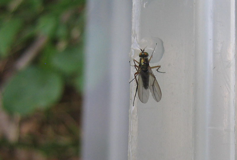 Dolichopodidae.