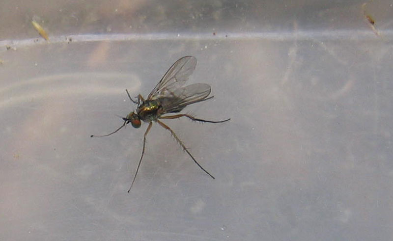 Dolichopodidae.