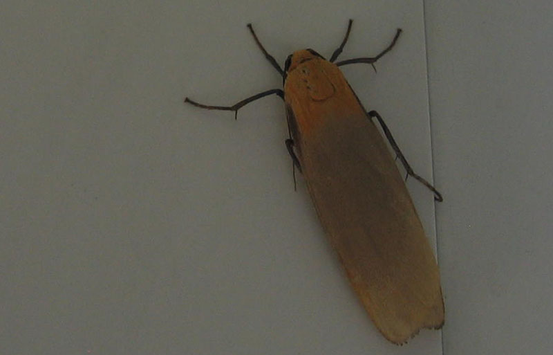 Lithosia quadra (m.) Erebidae Arctiinae dal Piemonte