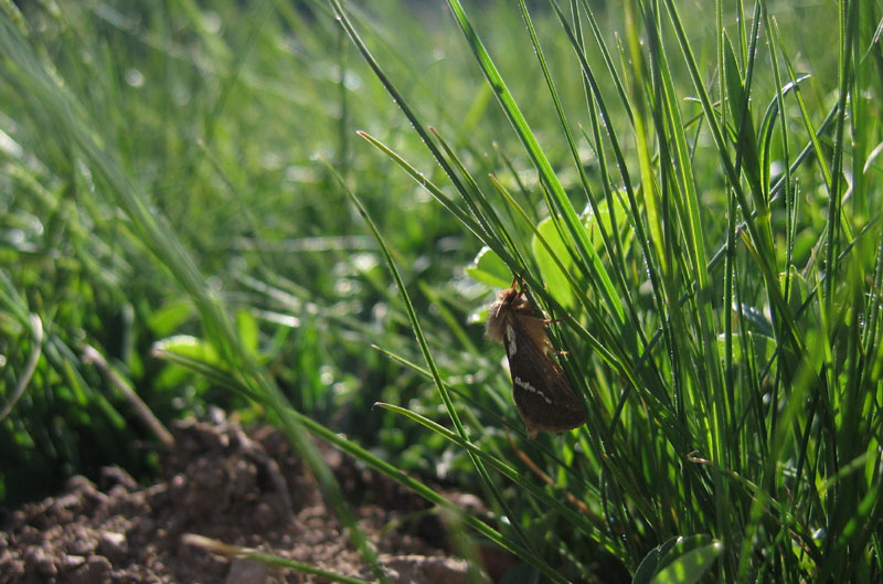 Pharmacis lupulina - Hepialidae.......dal Trentino