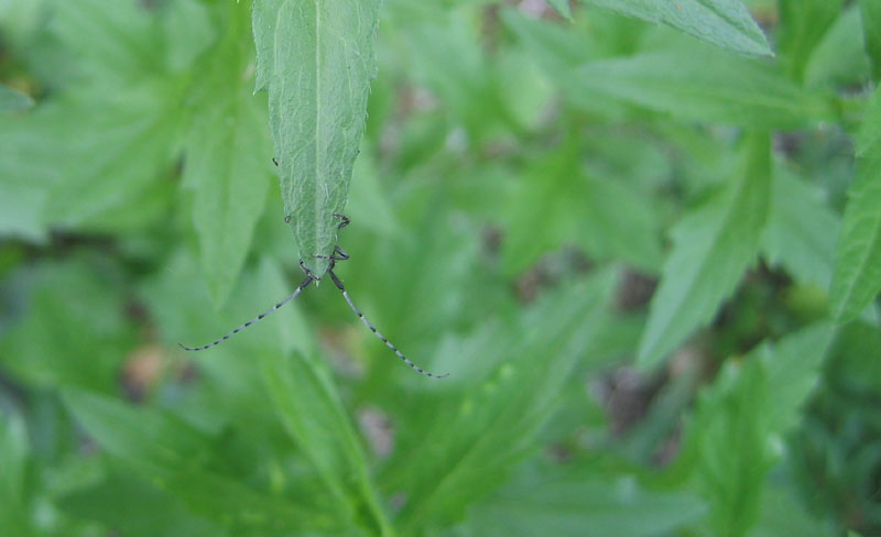 Agapanthia... cardui o suturalis???