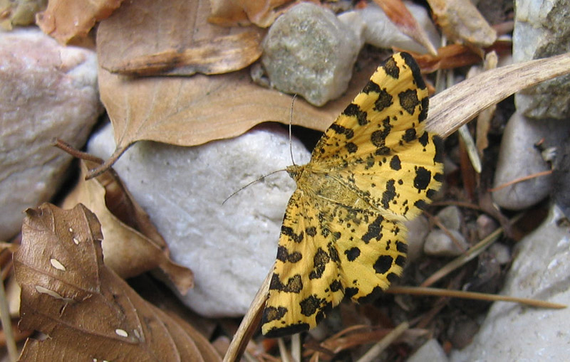 Pseudopanthera macularia - Geometridae....dal Trentino