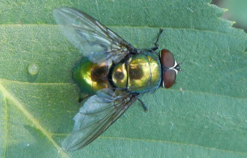 Lucilia Caesar ♂ (Calliphoridae)