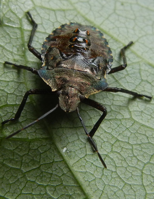 Pentatomidae: Pentatoma (Pentatoma) rufipes del Trentino (TN
