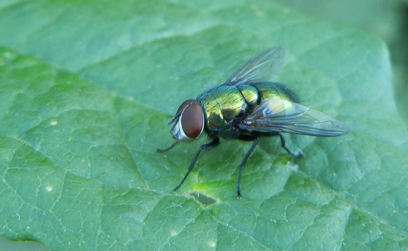 Lucilia Caesar ♂ (Calliphoridae)