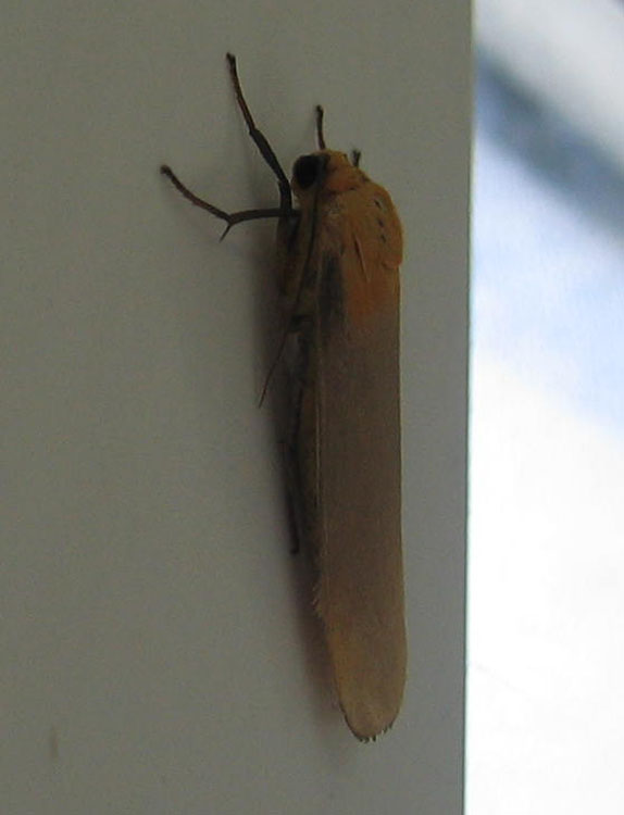 Lithosia quadra (m.) Erebidae Arctiinae dal Piemonte