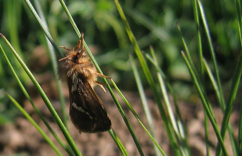 Pharmacis lupulina - Hepialidae.......dal Trentino