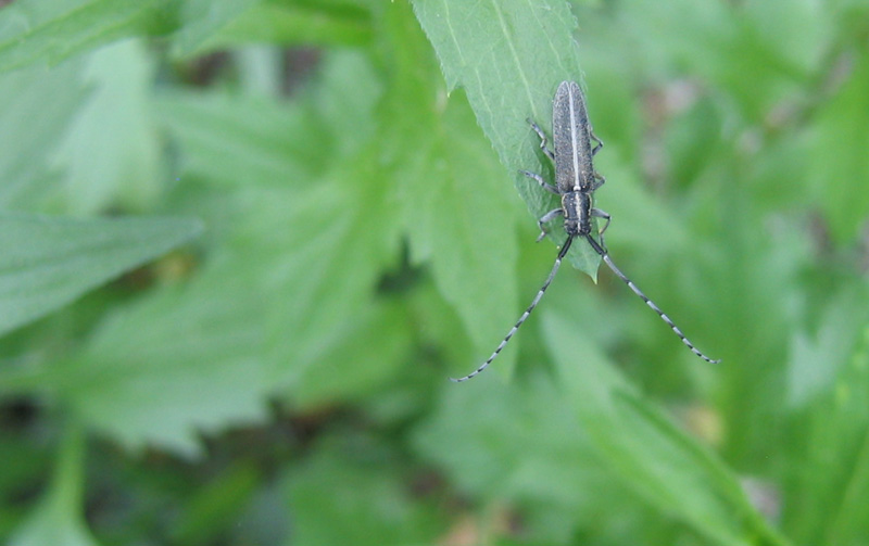 Agapanthia... cardui o suturalis???