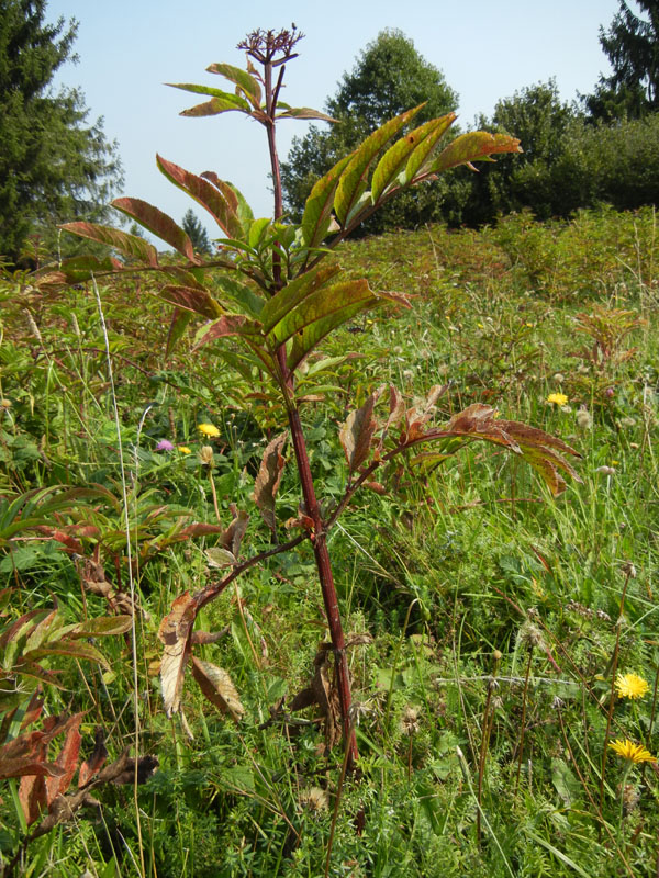 Sambucus ebulus
