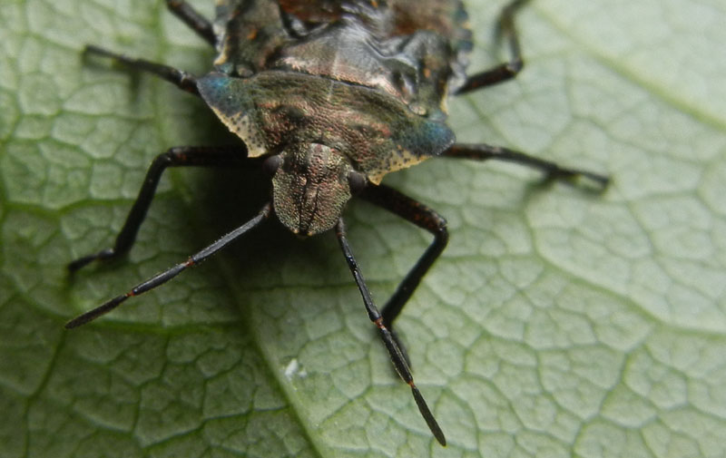 Pentatomidae: Pentatoma (Pentatoma) rufipes del Trentino (TN