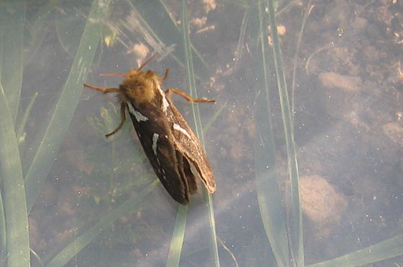 Pharmacis lupulina - Hepialidae.......dal Trentino