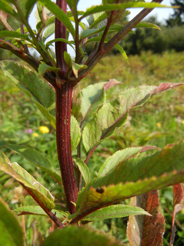 Sambucus ebulus