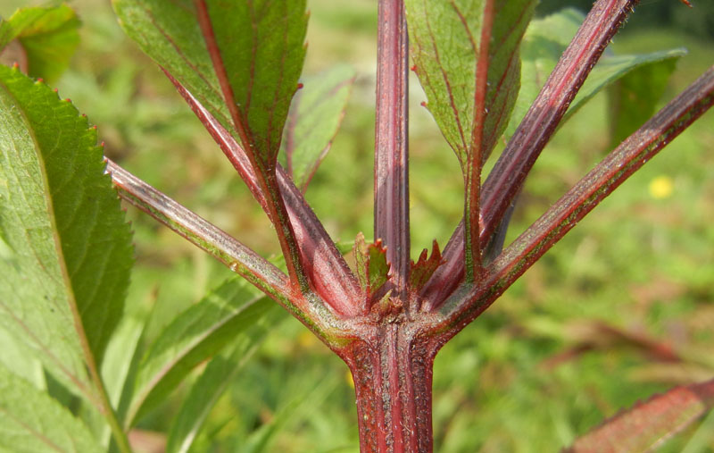 Sambucus ebulus
