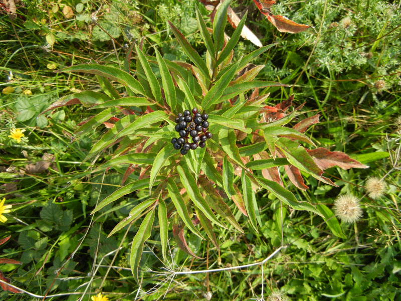 Sambucus ebulus