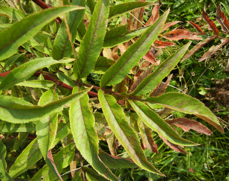 Sambucus ebulus