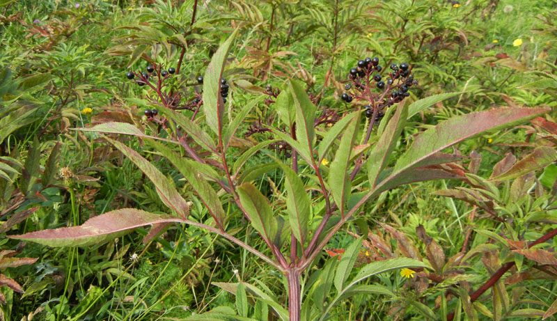 Sambucus ebulus