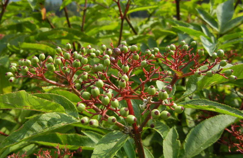 Sambucus ebulus
