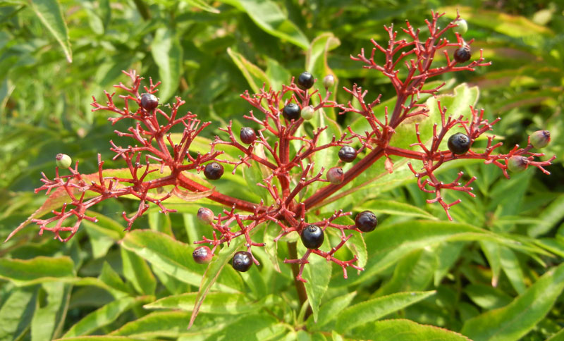 Sambucus ebulus