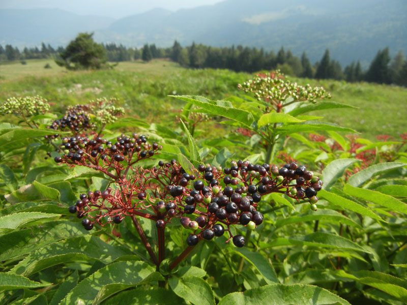 Sambucus ebulus