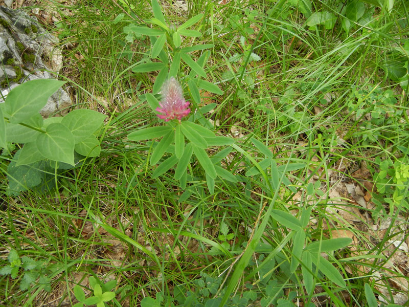Trifolium rubens