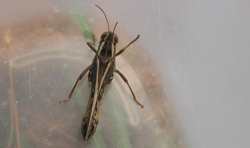 Calliptamus italicus - Acrididae...dal Trentino