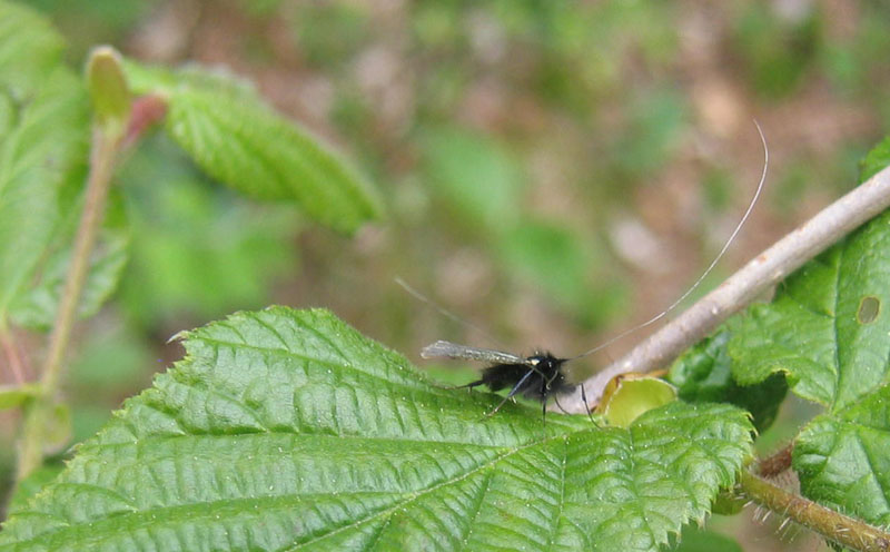 Adela reaumurella - Adelidae...........dal Trentino