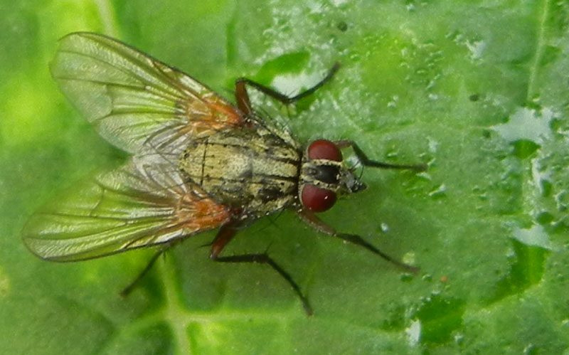 Phaonia angelicae