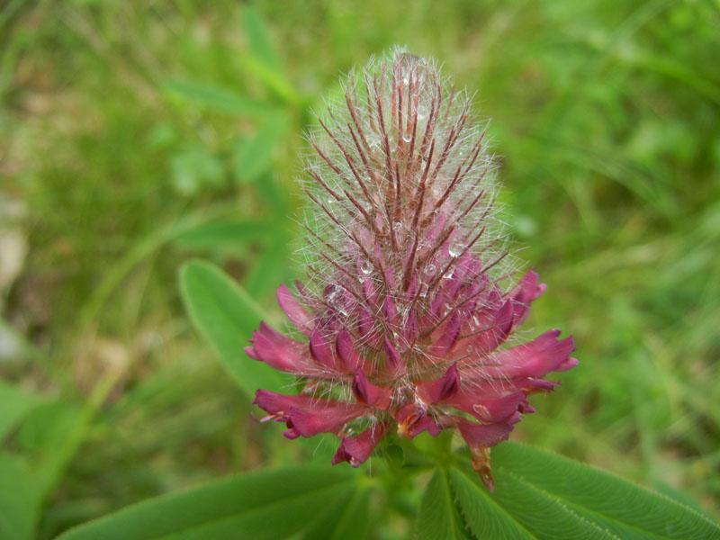 Trifolium rubens
