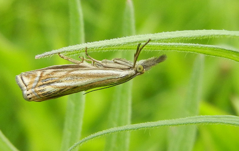 Crambus lathoniellus s.....Chrysoteuchia culmella no !!!!