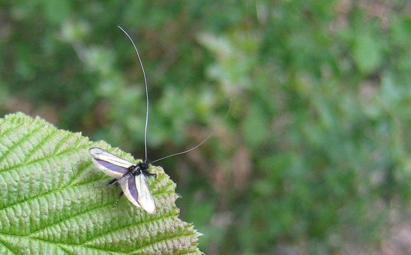 Adela reaumurella - Adelidae...........dal Trentino