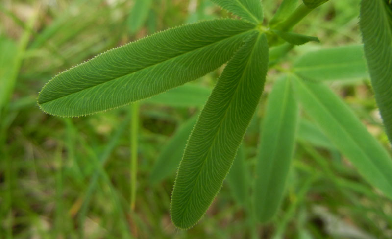 Trifolium rubens