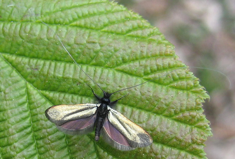 Adela reaumurella - Adelidae...........dal Trentino