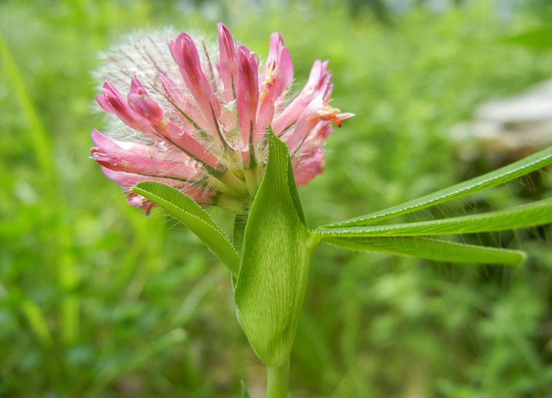 Trifolium rubens