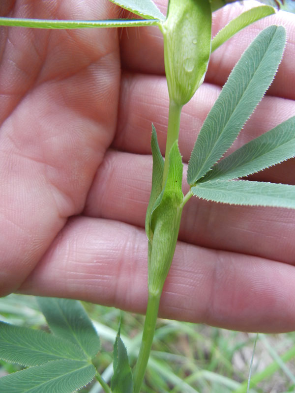 Trifolium rubens
