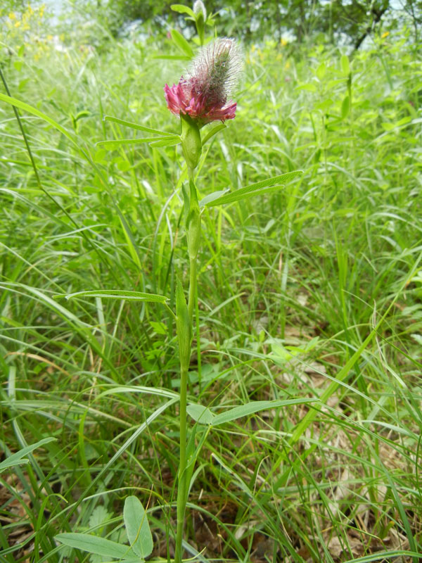 Trifolium rubens
