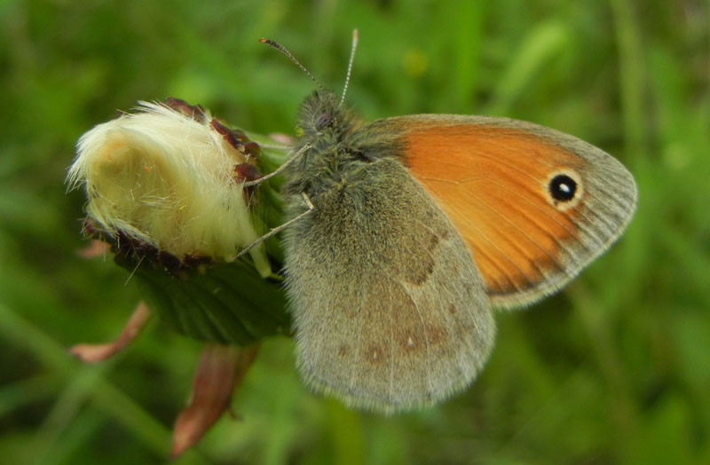 Coenonympha pamphilus - Nymphalidae Satyrinae......(TN)