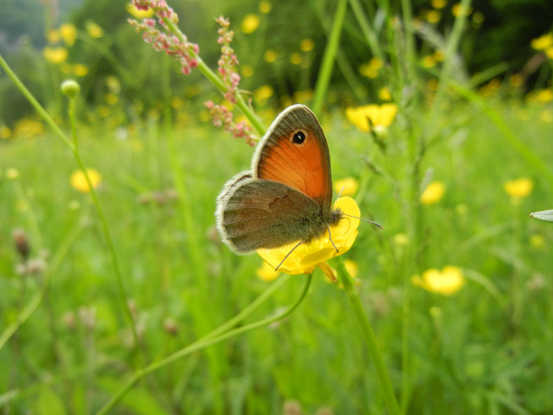 Coenonympha pamphilus - Nymphalidae Satyrinae......(TN)