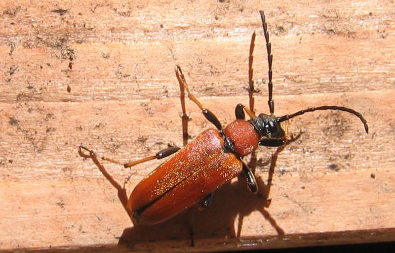 Stictoleptura rubra....(femmina e maschio)