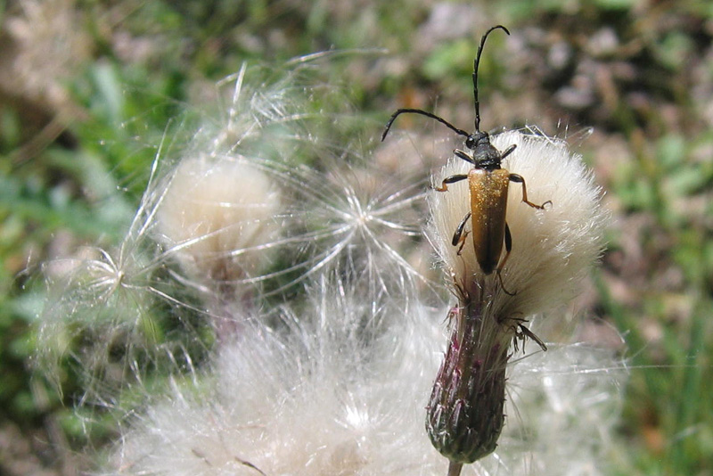 Stictoleptura rubra....(femmina e maschio)