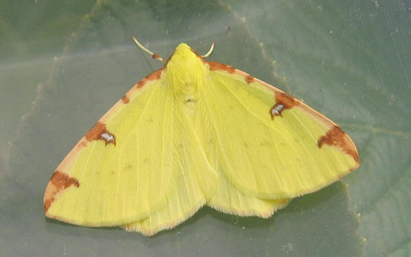Opisthograptis luteolata - Geometridae........dal Trentino